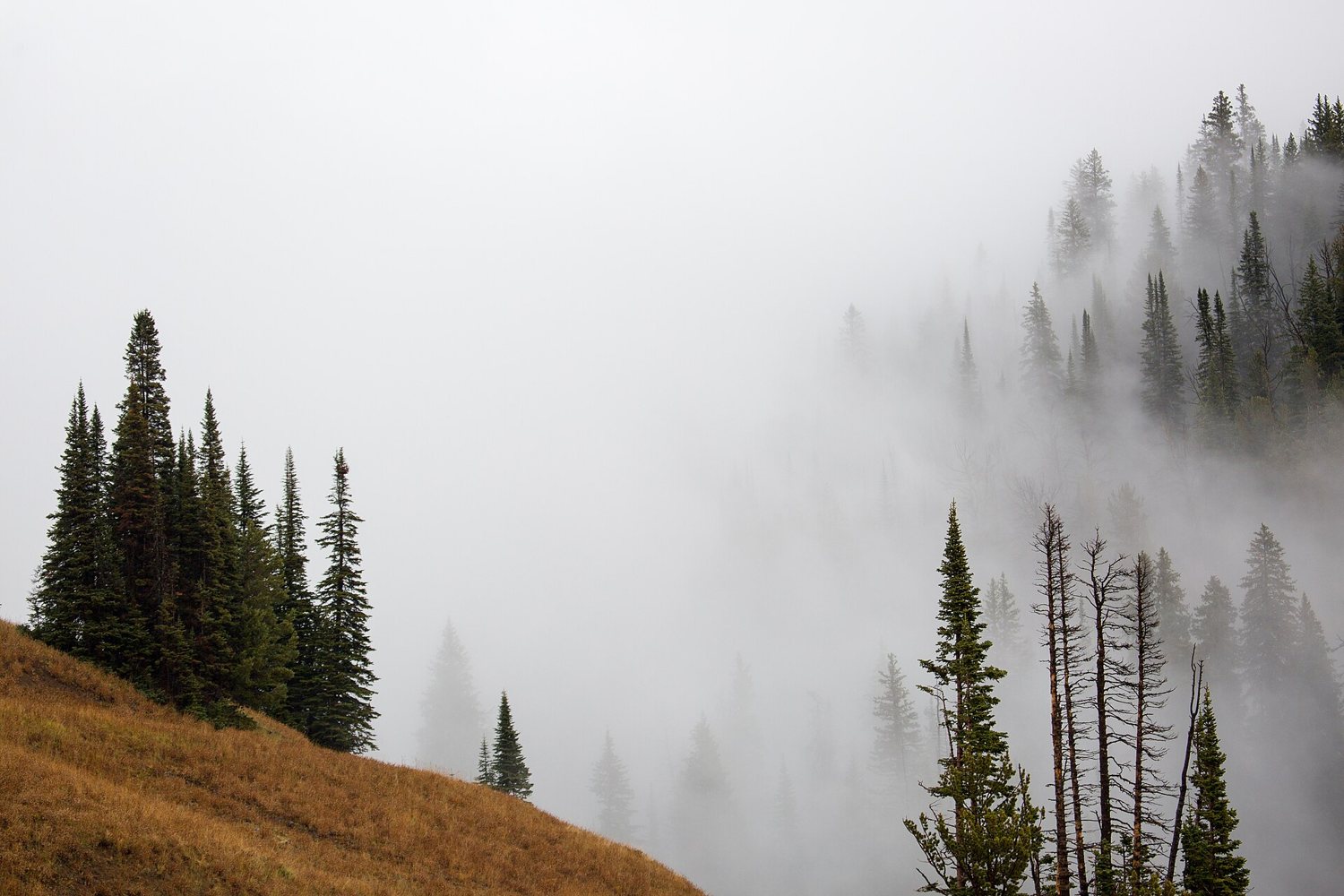 Conifers standing up out of fog on the slopes of Dunraven Pass